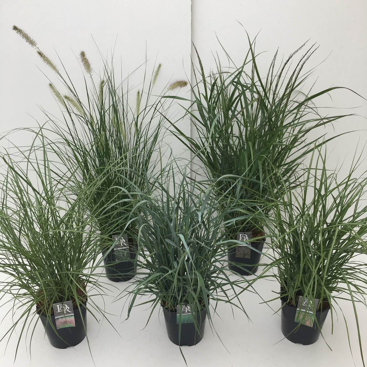 Planta naturala H40cm Carex mix PS23/ in pamant