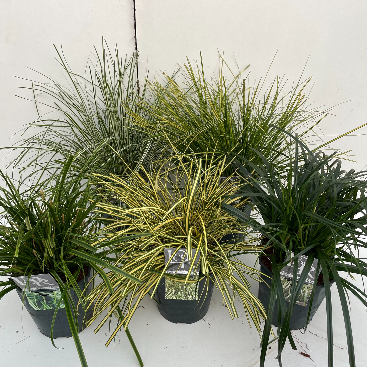 Planta naturala H40cm Carex mix PS23/ in pamant