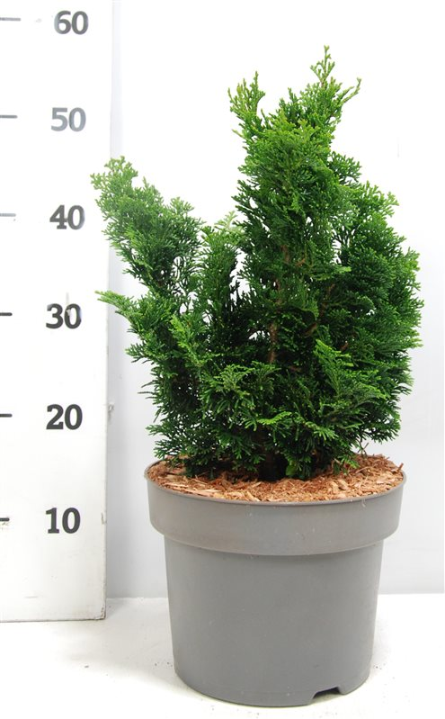 Planta naturala H40cm Chamaecyparis obtusa 'Nana Gracilis' PS23/ in pamant