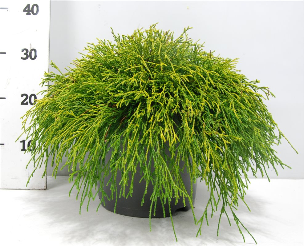 Planta naturala H40cm Chamaecyparis pisifera 'Sungold' PS26/ in pamant