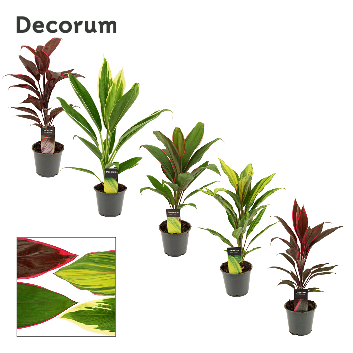 Planta naturala H40cm Cordyline Mix PS12/ in pamant