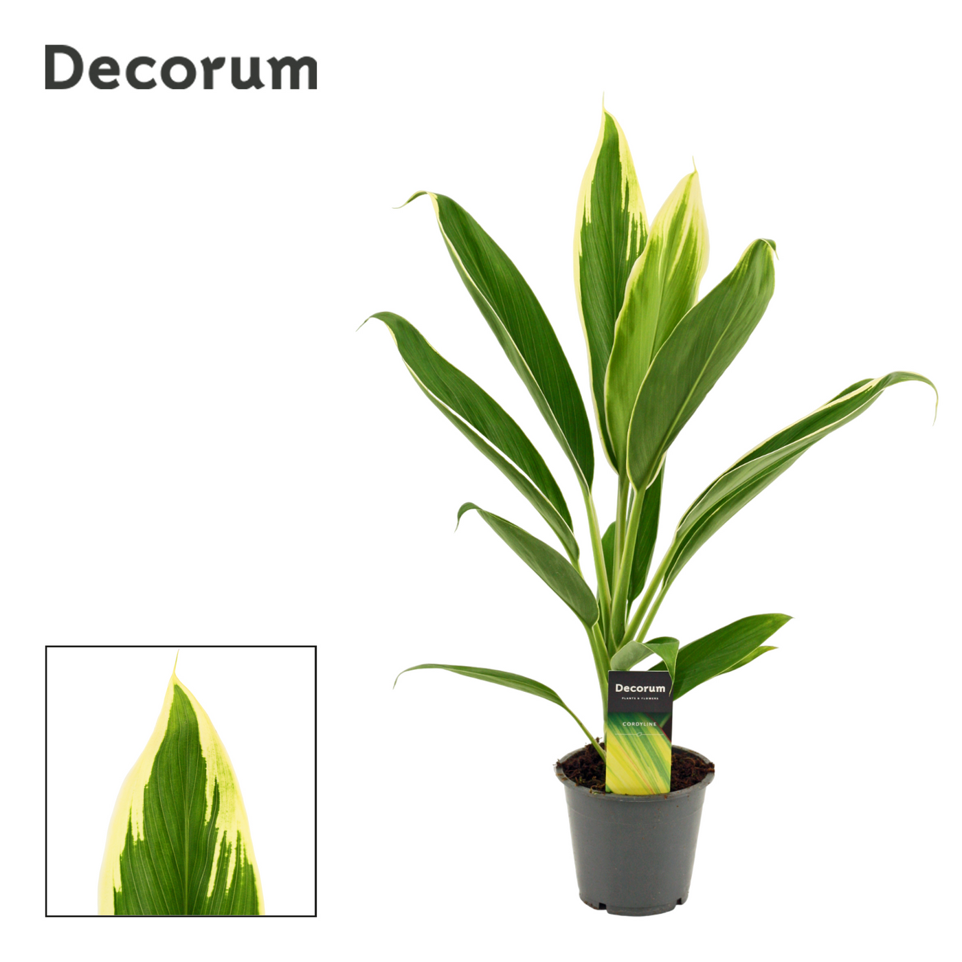 Planta naturala H40cm Cordyline New Conga PS12/ in pamant