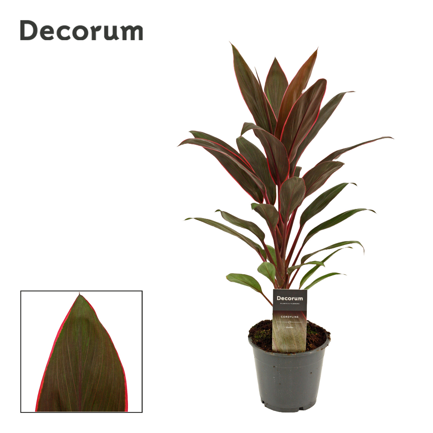 Planta naturala H40cm Cordyline Rumba PS12/ in pamant