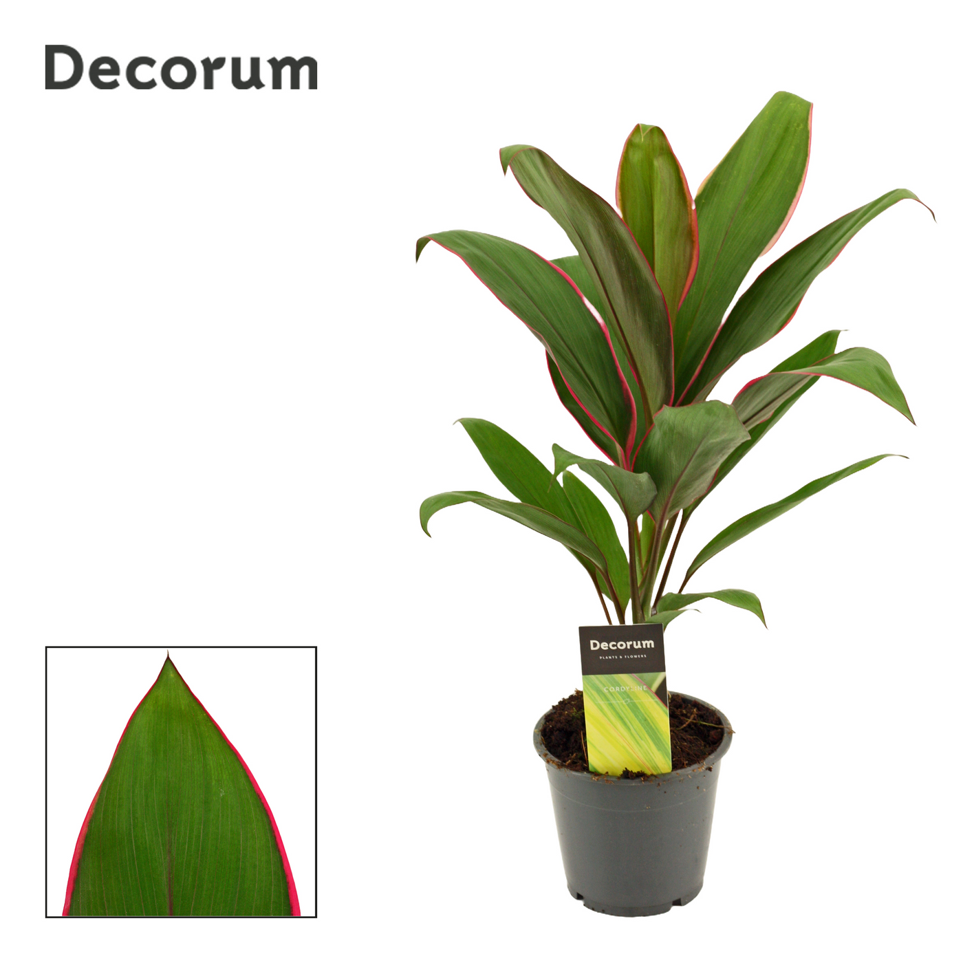 Planta naturala H40cm Cordyline Salsa PS12/ in pamant