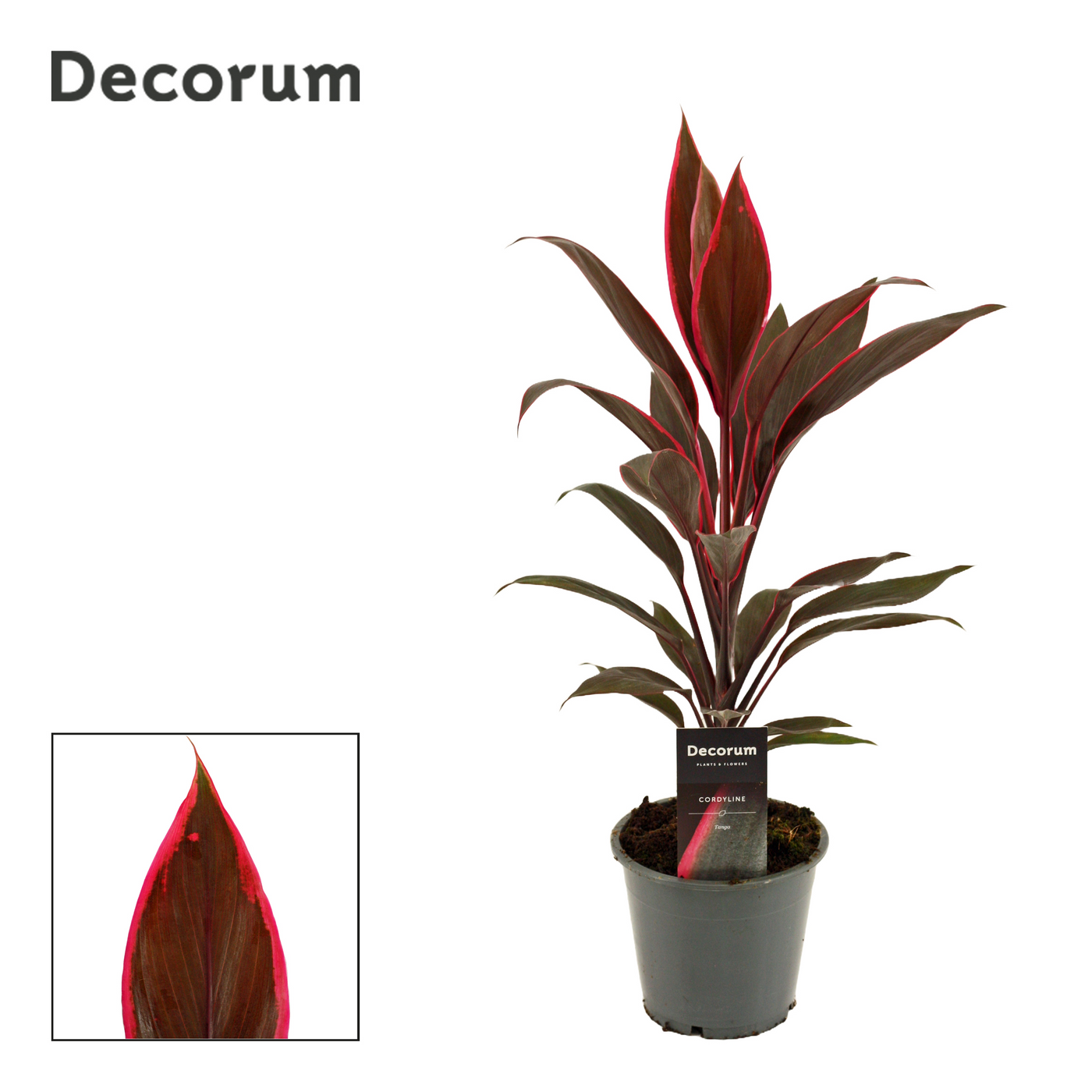 Planta naturala H40cm Cordyline Tango PS12/ in pamant