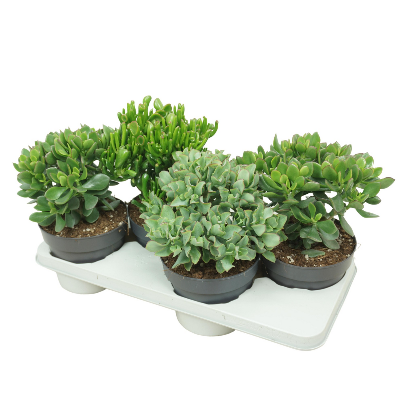 Planta naturala H40cm Crassula mix PS17/ in pamant