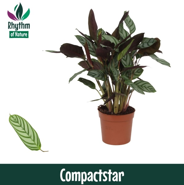 Planta naturala H40cm Ctenanthe setosa 'Compactstar' PS12/ in pamant