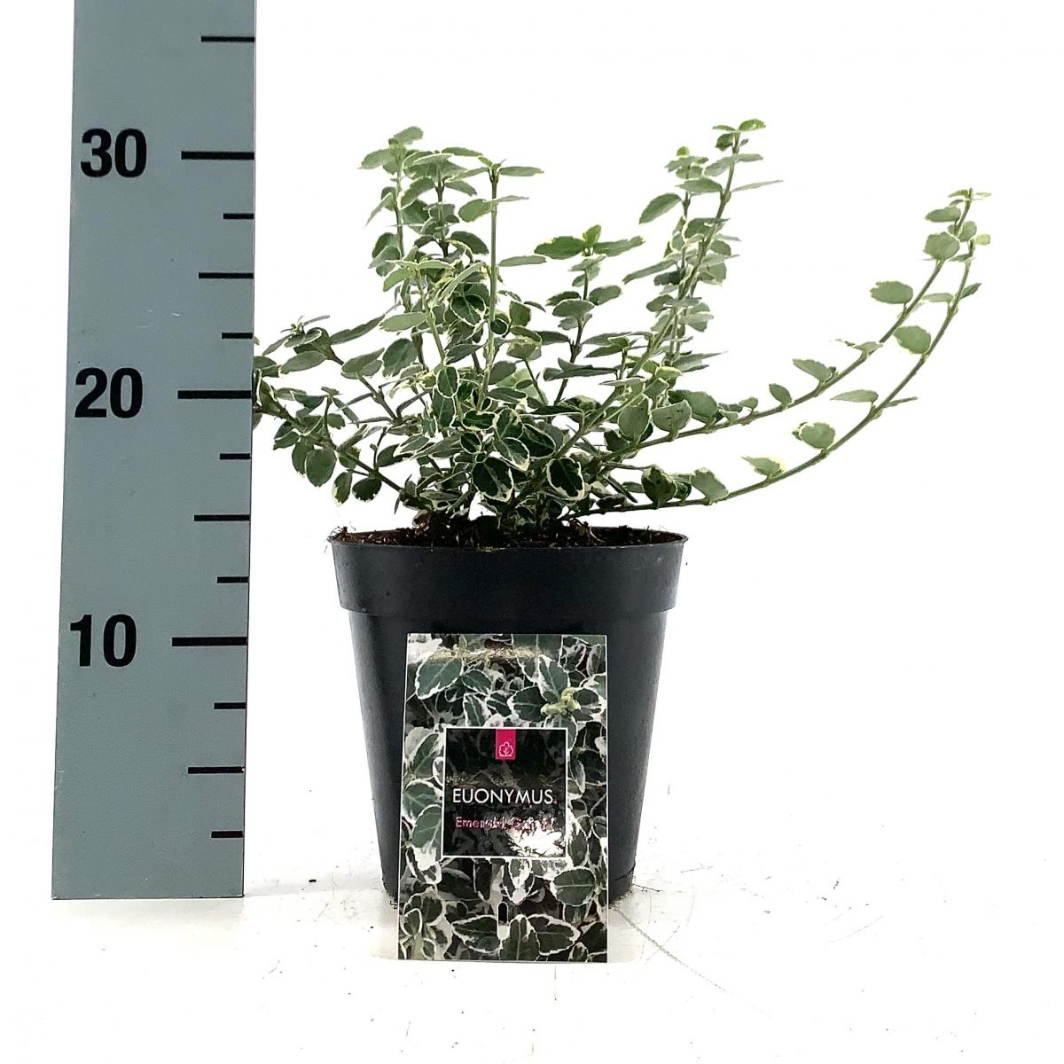 Planta naturala H40cm Euonymus fortunei 'Emerald Gaiety' PS15/ in pamant