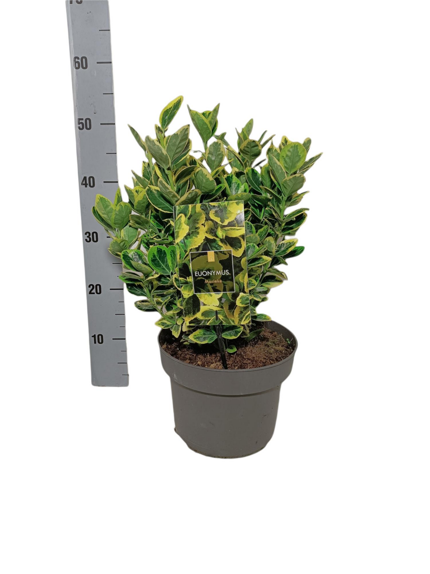 Planta naturala H40cm Euonymus japonicus 'Marieke' PS23/ in pamant