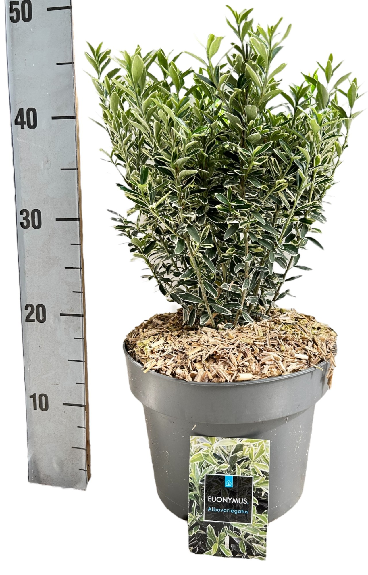 Planta naturala H40cm Euonymus japonicus 'Microphyllus Albovariegatus' PS23/ in pamant