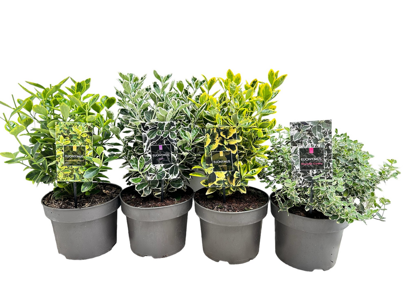 Planta naturala H40cm Euonymus japonicus mix PS23/ in pamant