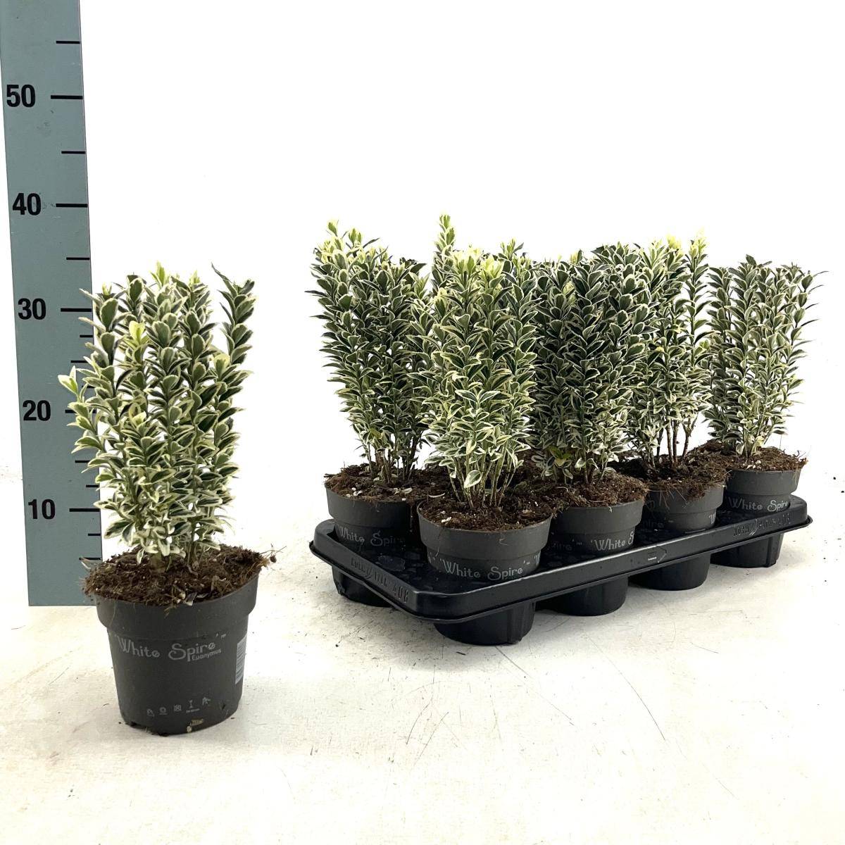 Planta naturala H40cm Euonymus japonicus 'White Spire' PS13/ in pamant