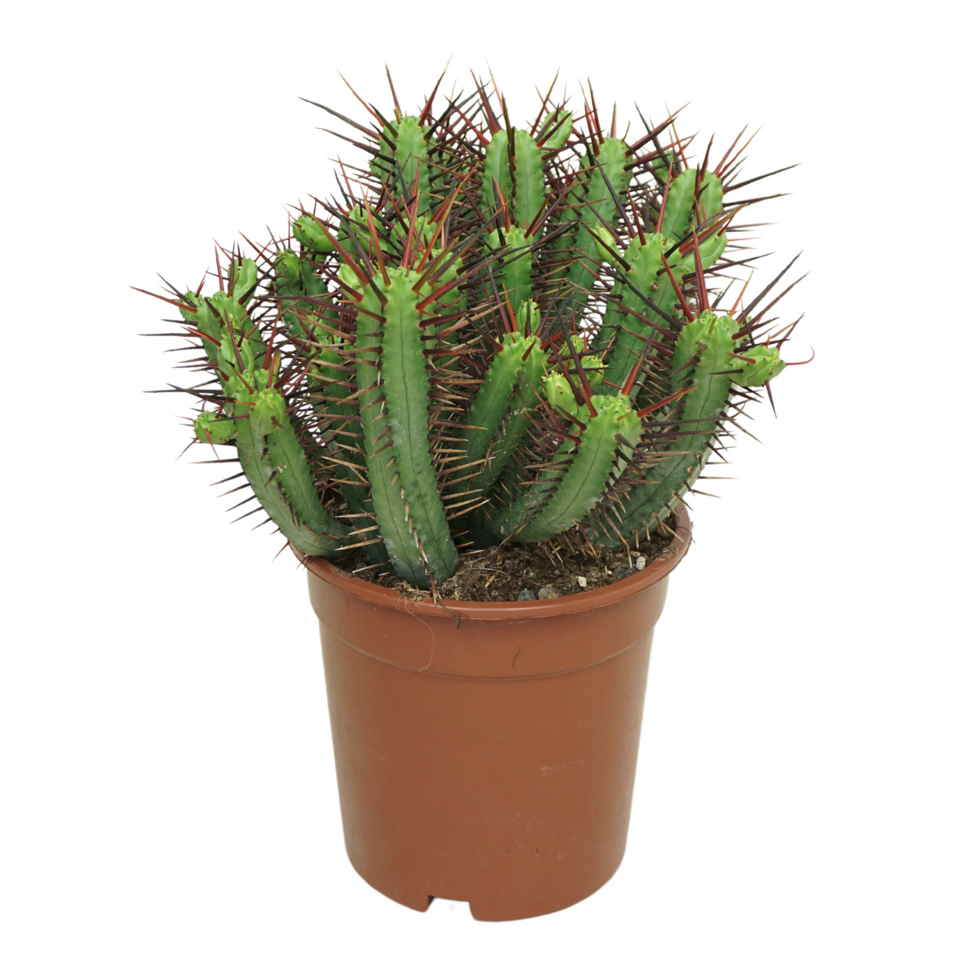 Planta naturala H40cm Euphorbia enopla PS17/ in pamant