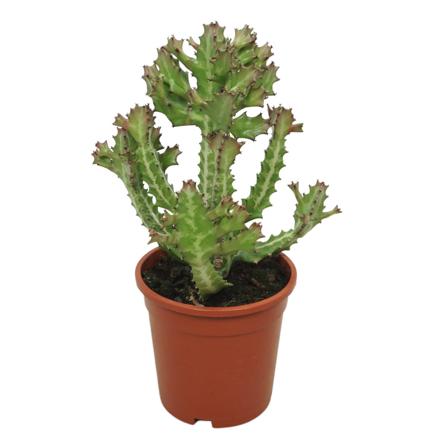 Planta naturala H40cm Euphorbia lactea PS17/ in pamant