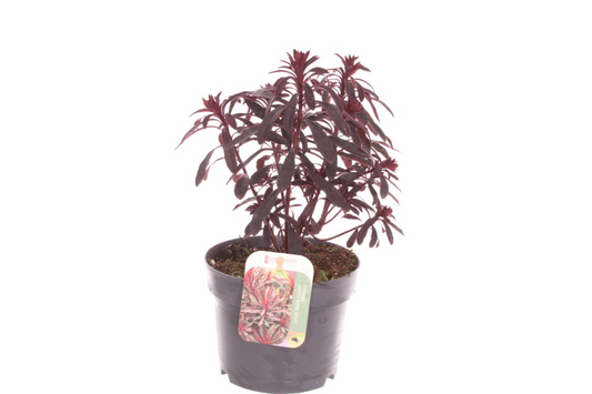 Planta naturala H40cm Euphorbia Miner's Merlot PS17/ in pamant