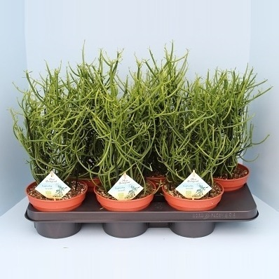 Planta naturala H40cm Euphorbia tirucalli PS15/ in pamant