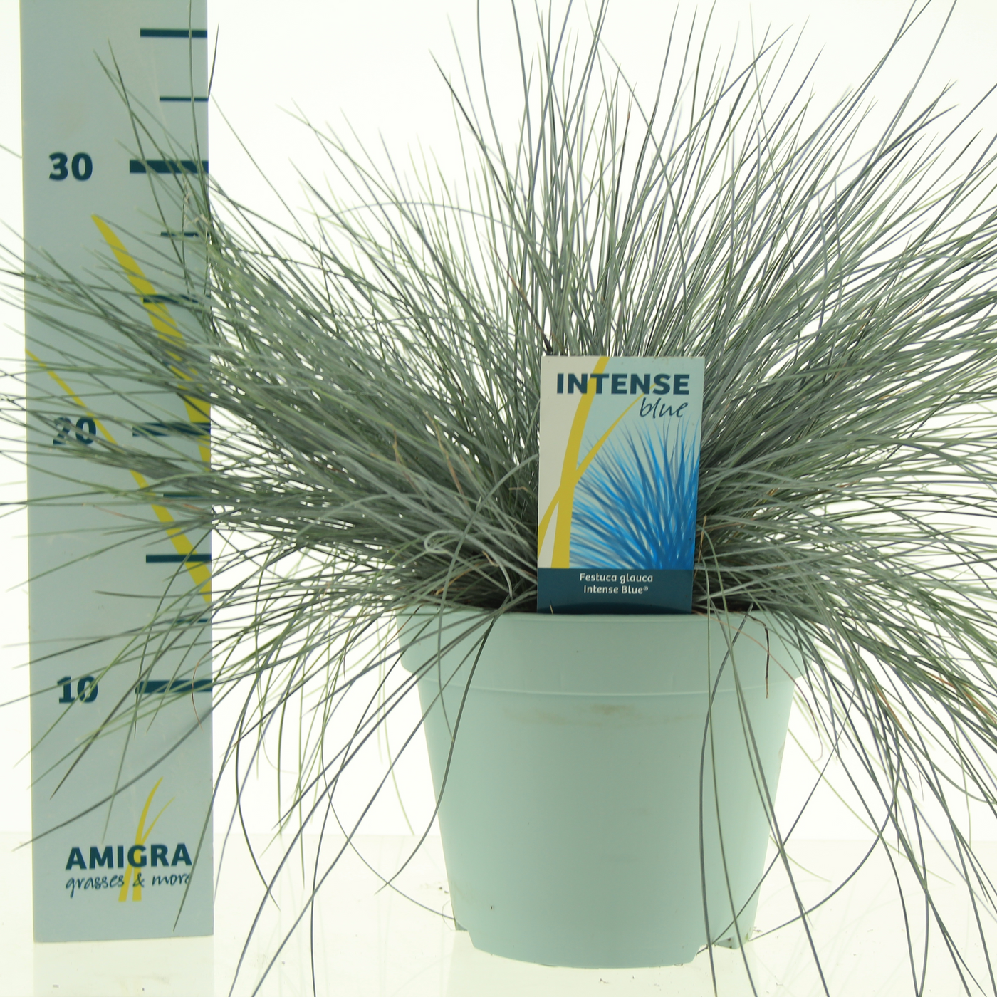 Planta naturala H40cm Festuca glauca Intense Blue PS17/ in pamant