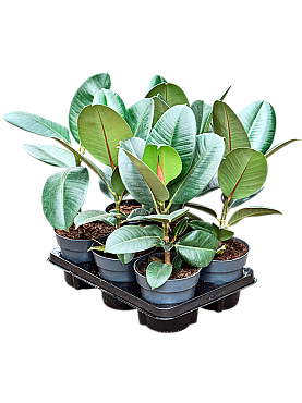 Planta naturala H40cm Ficus elastica Robusta PS14/ in pamant