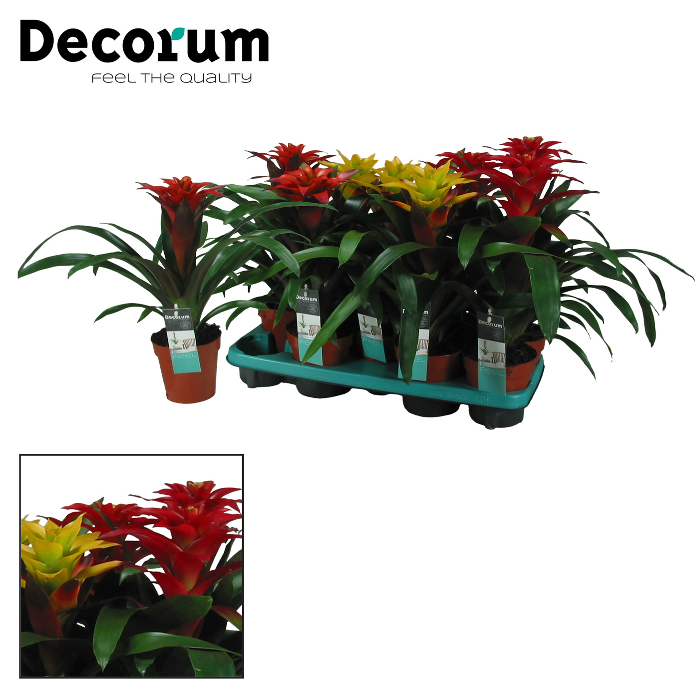 Planta naturala H40cm Guzmania Squarosa Mix PS13/ in pamant