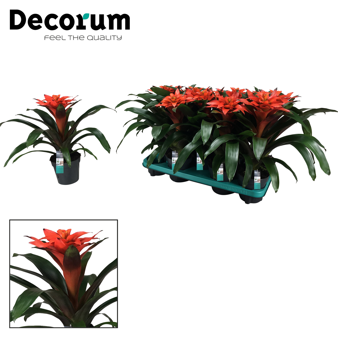Planta naturala H40cm Guzmania 'Tutti Frutti' PS13/ in pamant