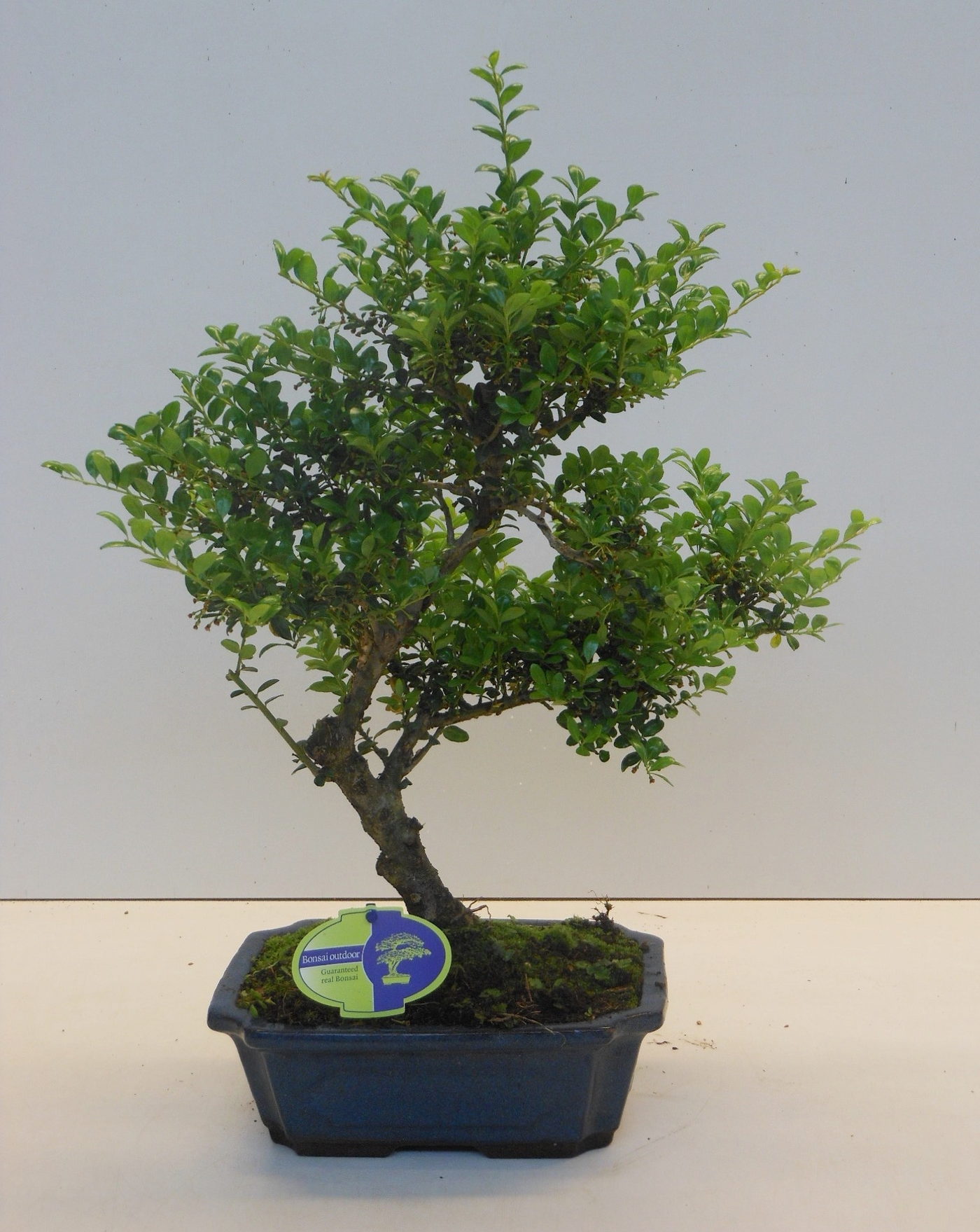 Planta naturala H40cm Ilex crenata PS24/ in pamant