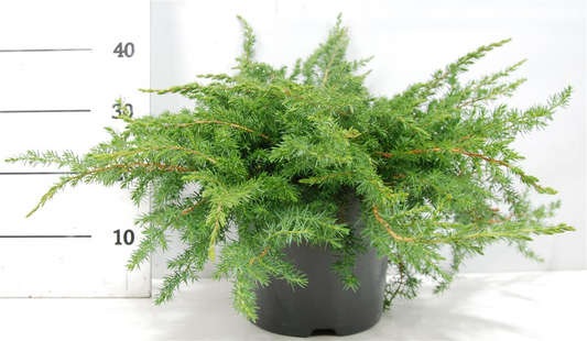 Planta naturala H40cm Juniperus conferta 'Schlager' PS26/ in pamant