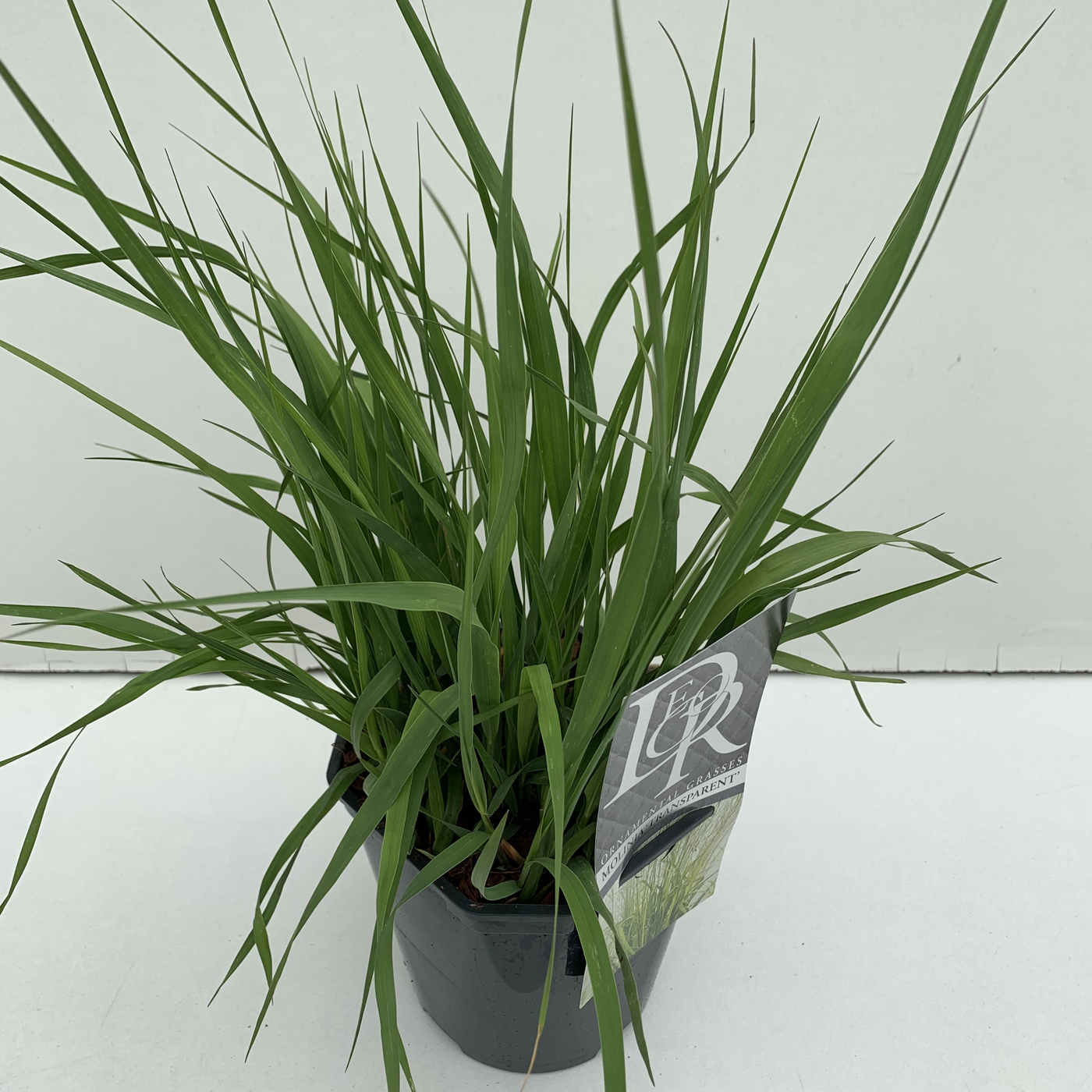 Planta naturala H40cm Molinia arundinacea 'Transparent' PS17/ in pamant