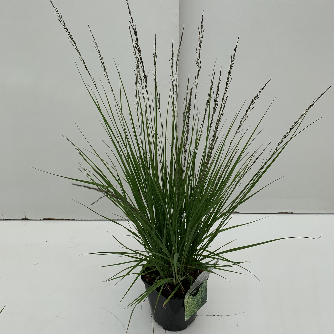 Planta naturala H40cm Molinia caerulea 'Edith Dudszus' PS17/ in pamant