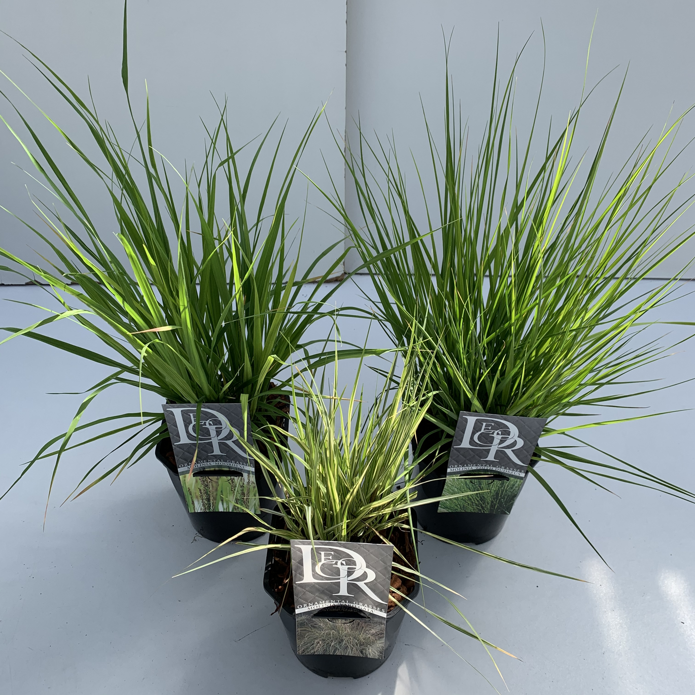 Planta naturala H40cm Molinia caerulea mix PS17/ in pamant