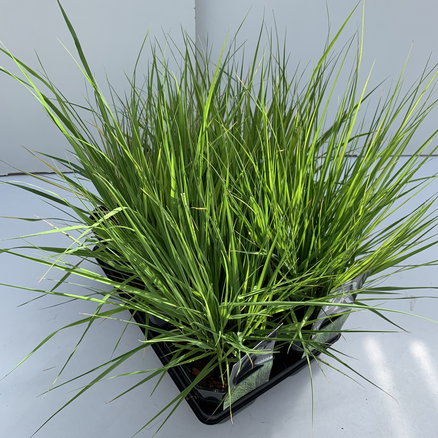 Planta naturala H40cm Molinia caerulea mix tray PS17/ in pamant
