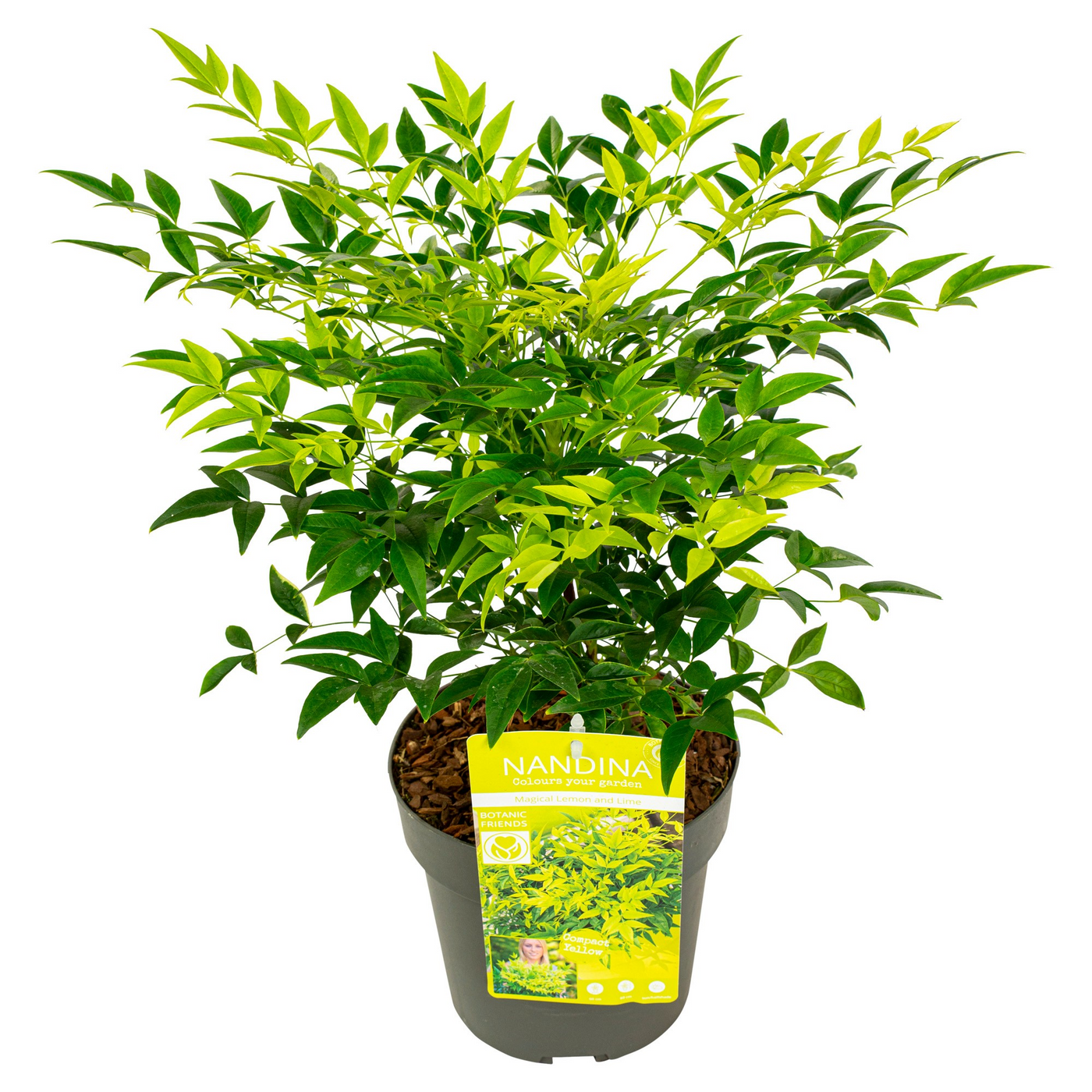 Planta naturala H40cm Nandina domestica Magical Lemon and Lime PS19/ in pamant