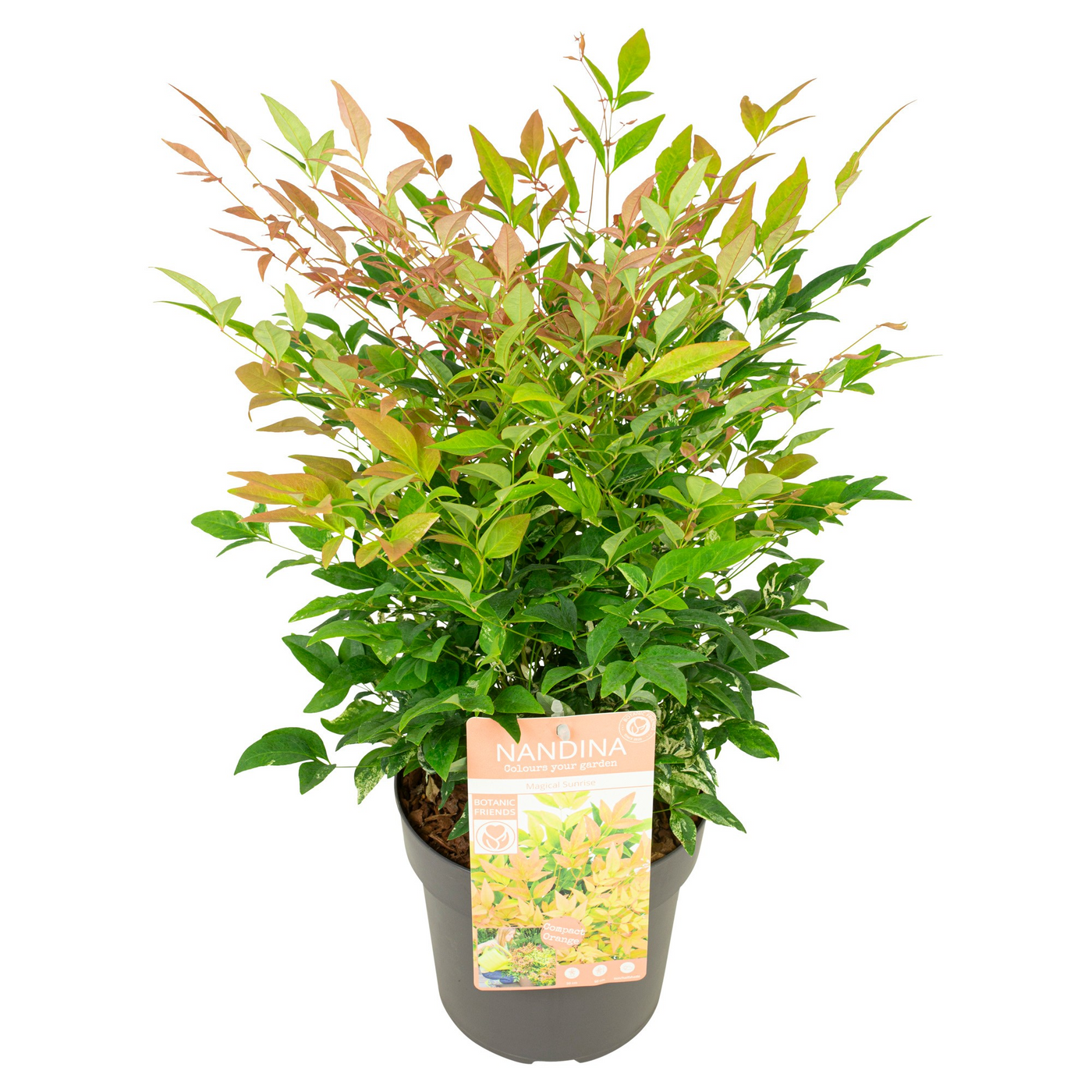 Planta naturala H40cm Nandina domestica Magical Sunrise PS19/ in pamant