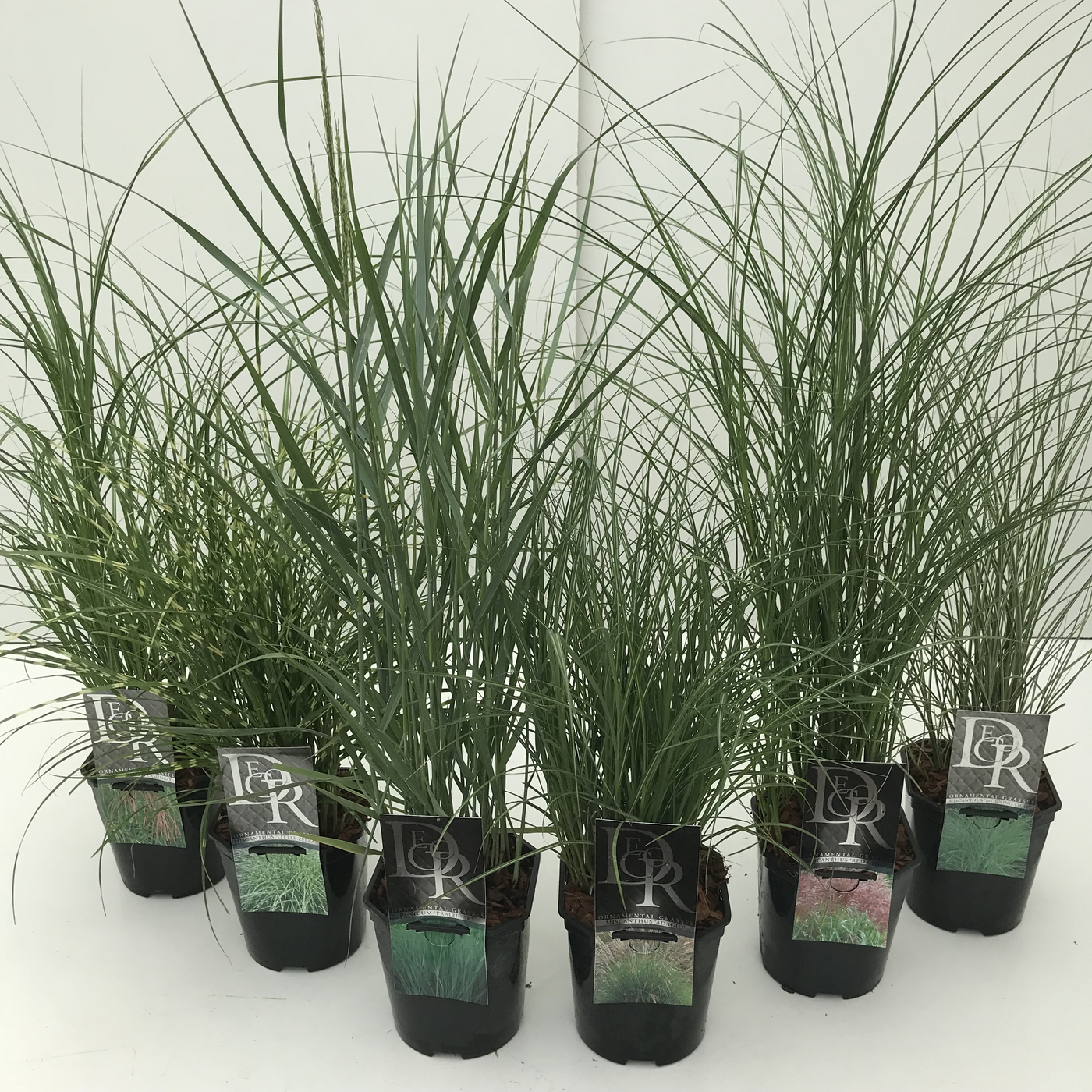 Planta naturala H40cm Ophiopogon japonicus mix excl. PS17/ in pamant