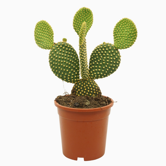 Planta naturala H40cm Opuntia microdasys var. pallida PS17/ in pamant