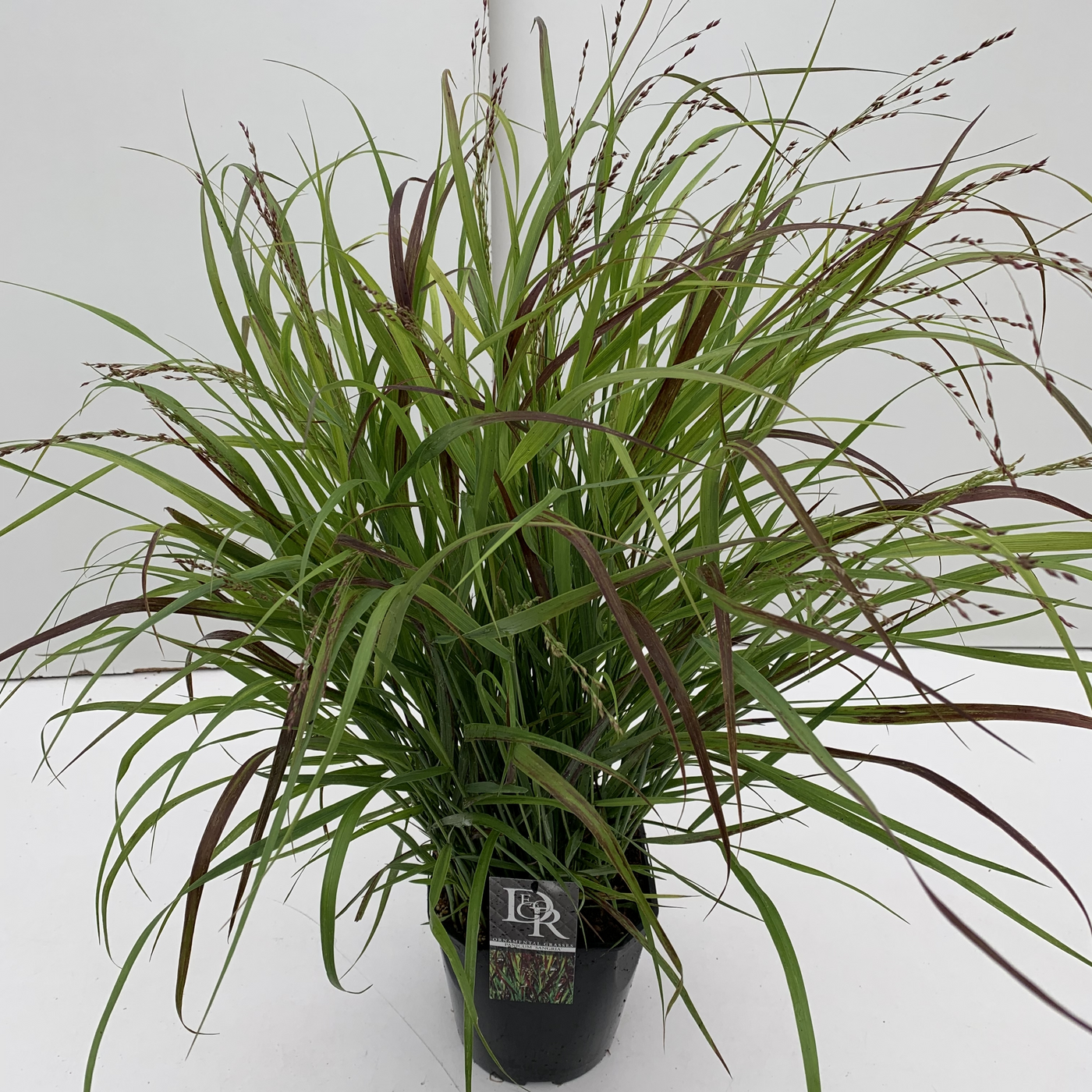 Planta naturala H40cm Panicum virgatum 'Sangria' PS23/ in pamant