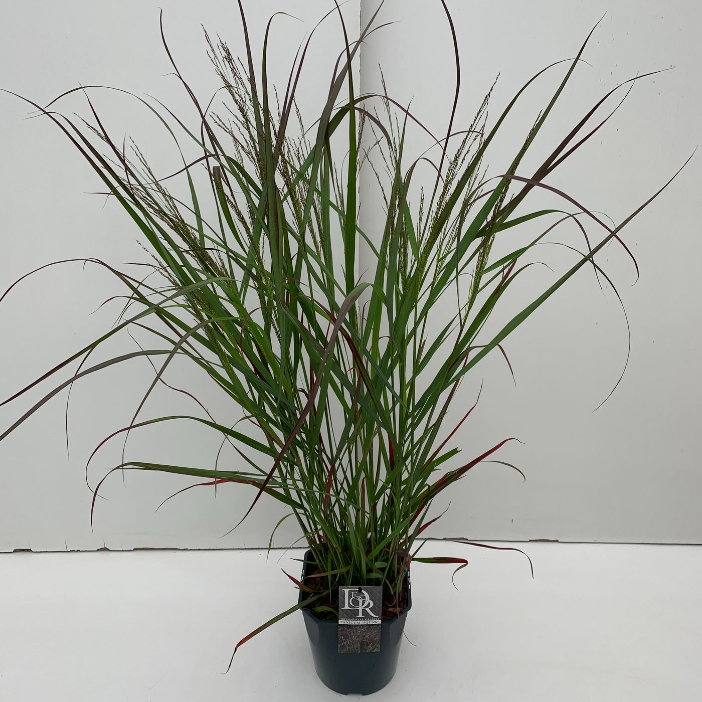 Planta naturala H40cm Panicum virgatum 'Squaw' PS23/ in pamant