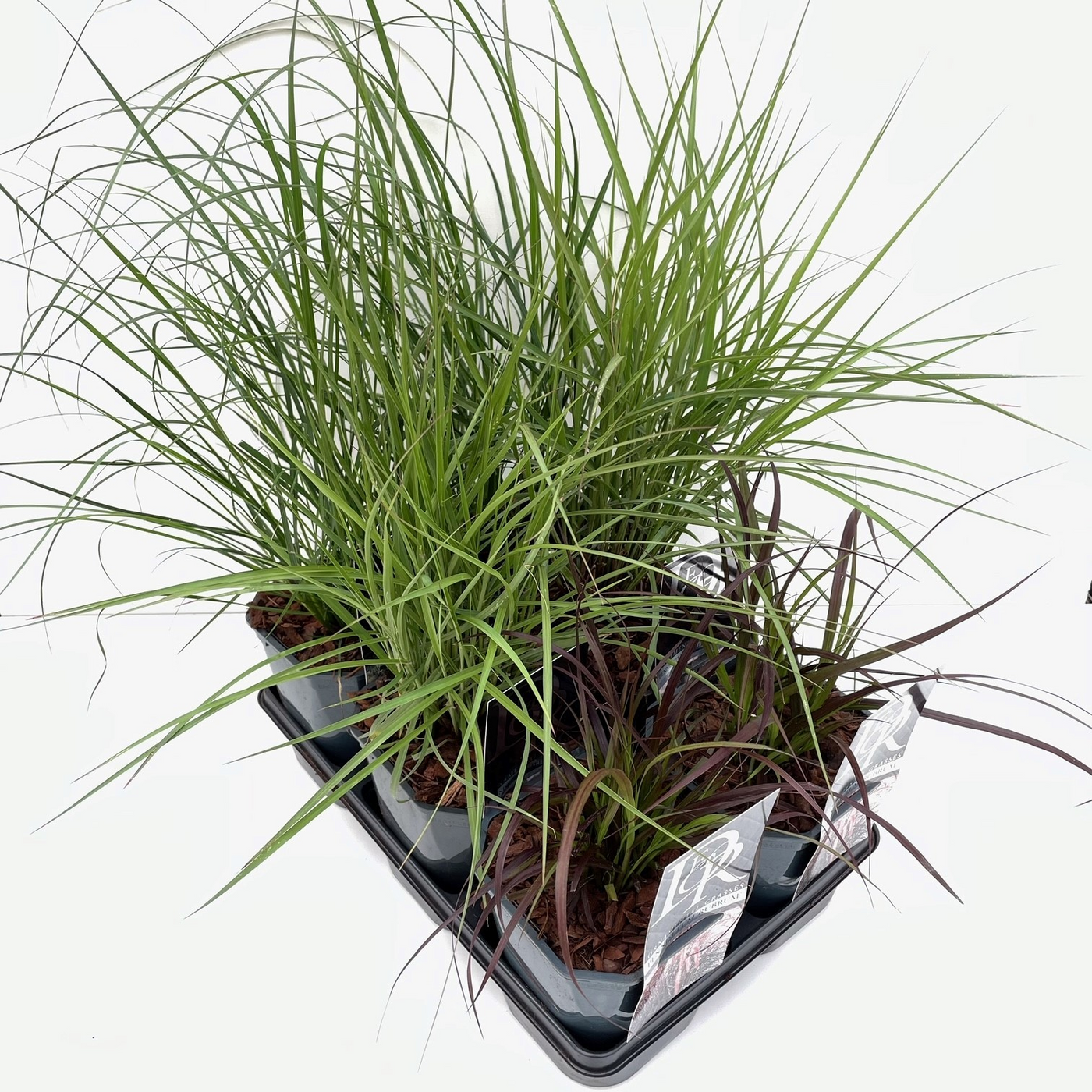 Planta naturala H40cm Pennisetum mix PS17/ in pamant