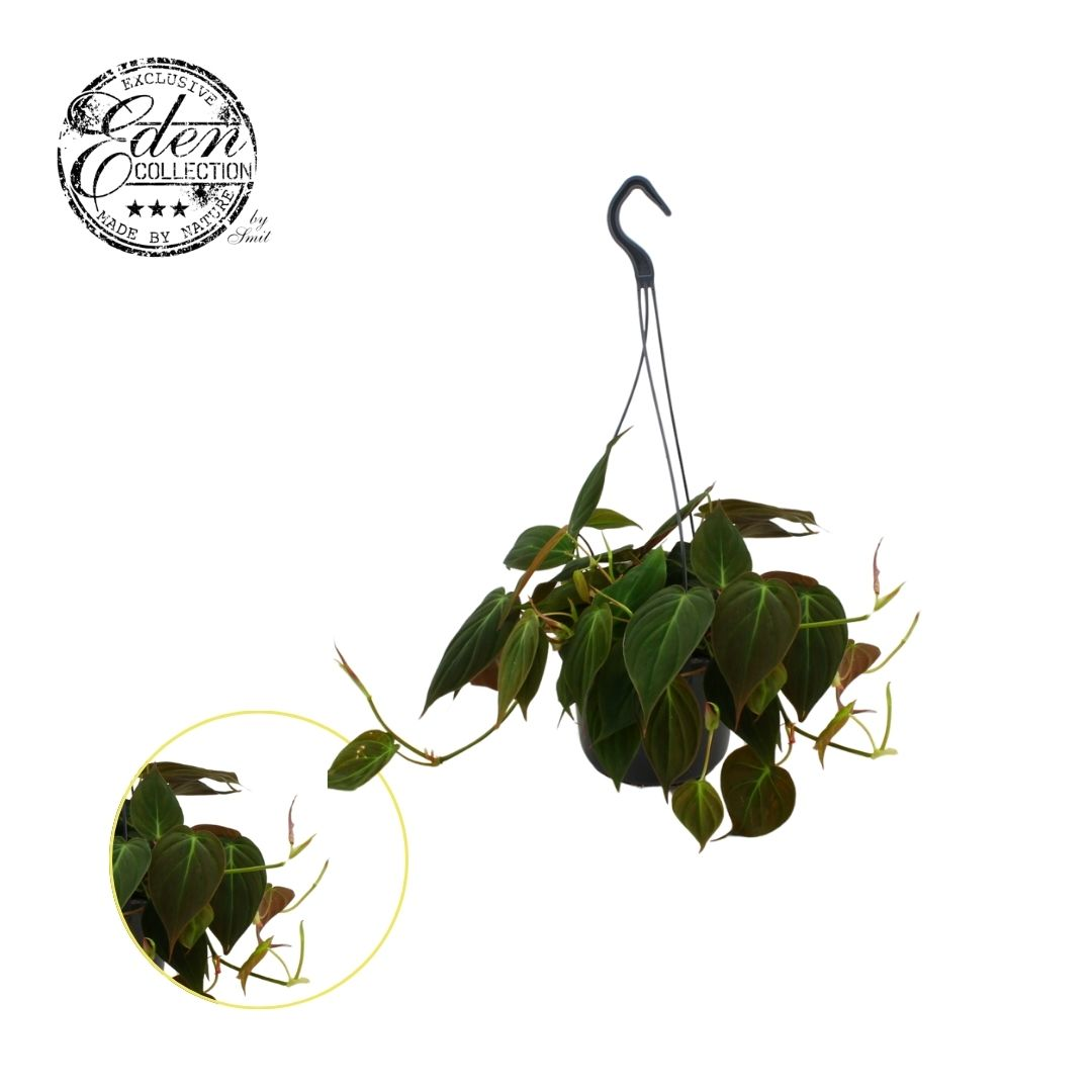 Planta naturala H40cm Philodendron micans PS15/ in pamant