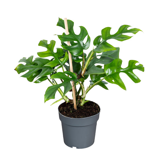 Planta naturala H40cm Philodendron 'Minima' PS14/11cm in pamant