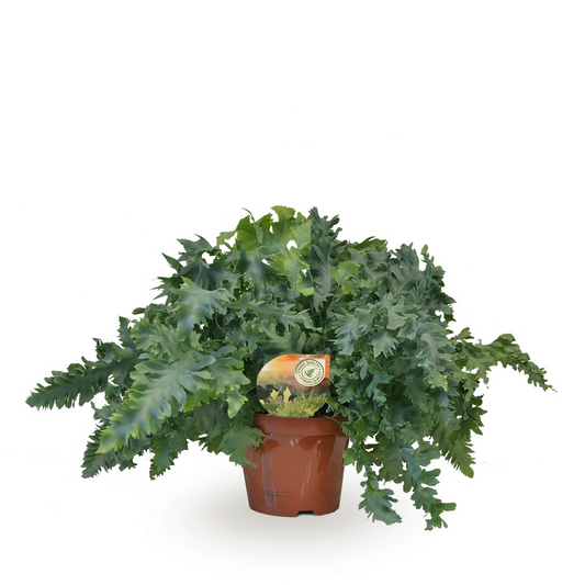 Planta naturala H40cm Phlebodium aureum Davana PS19/ in pamant