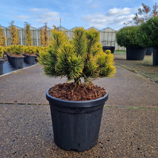 Planta naturala H40cm Pinus mugo Carstens Wintergold PS24/ in pamant