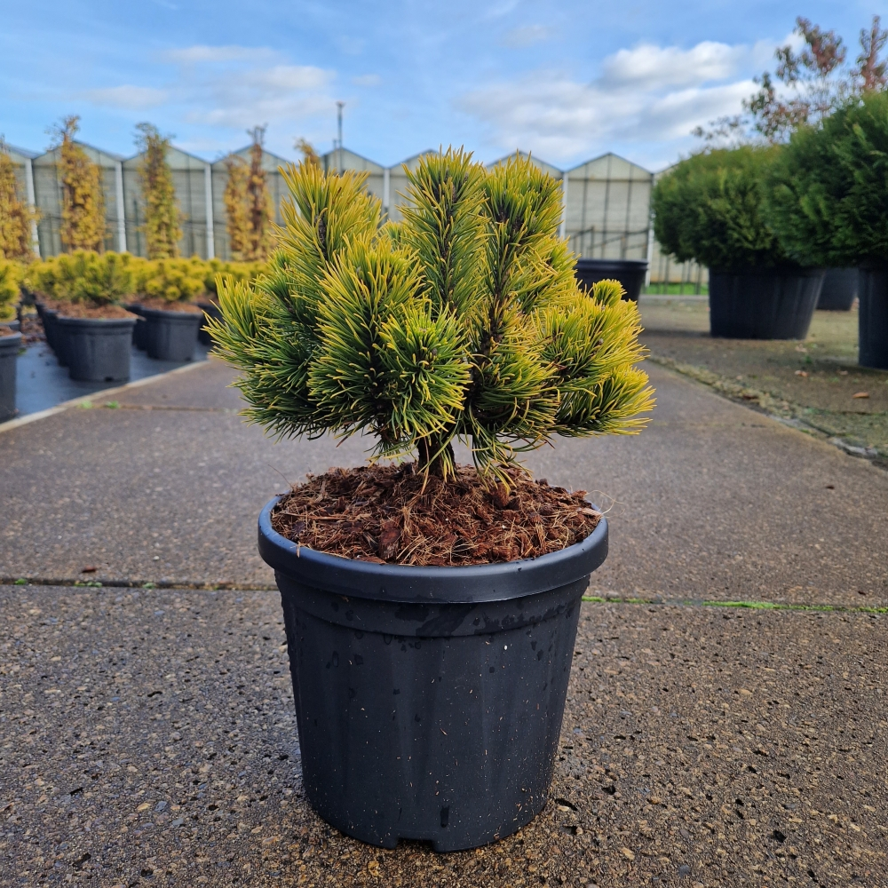 Planta naturala H40cm Pinus mugo Carstens Wintergold PS24/ in pamant