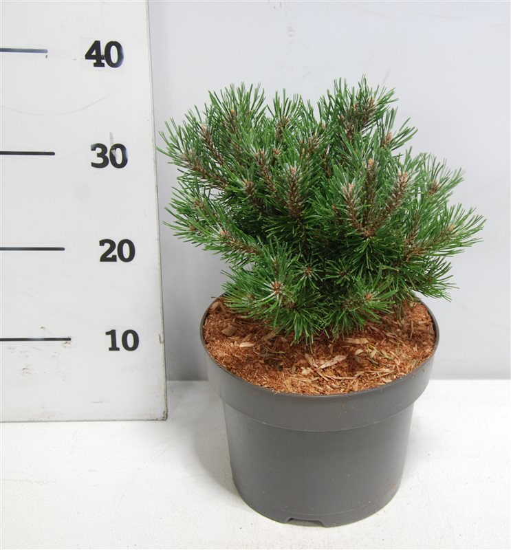 Planta naturala H40cm Pinus mugo Heideperle PS23/ in pamant