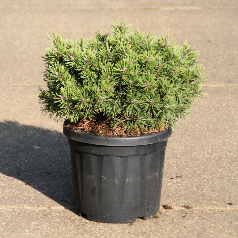 Planta naturala H40cm Pinus mugo Klostergrün PS24/ in pamant