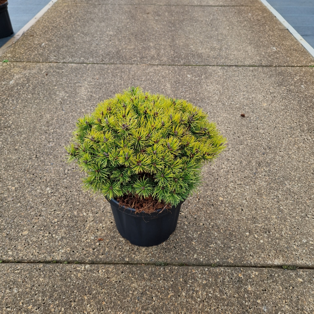 Planta naturala H40cm Pinus mugo 'Ophir' PS24/ in pamant