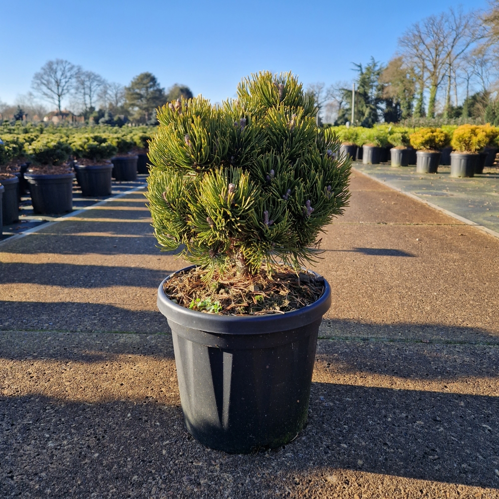 Planta naturala H40cm Pinus mugo Picobello PS24/ in pamant