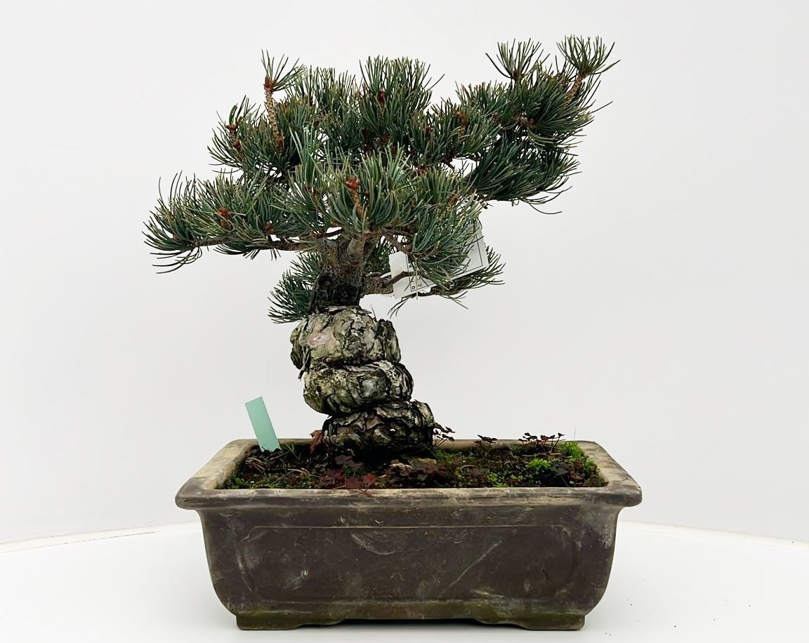 Planta naturala H40cm Pinus parviflora PS26/ in pamant