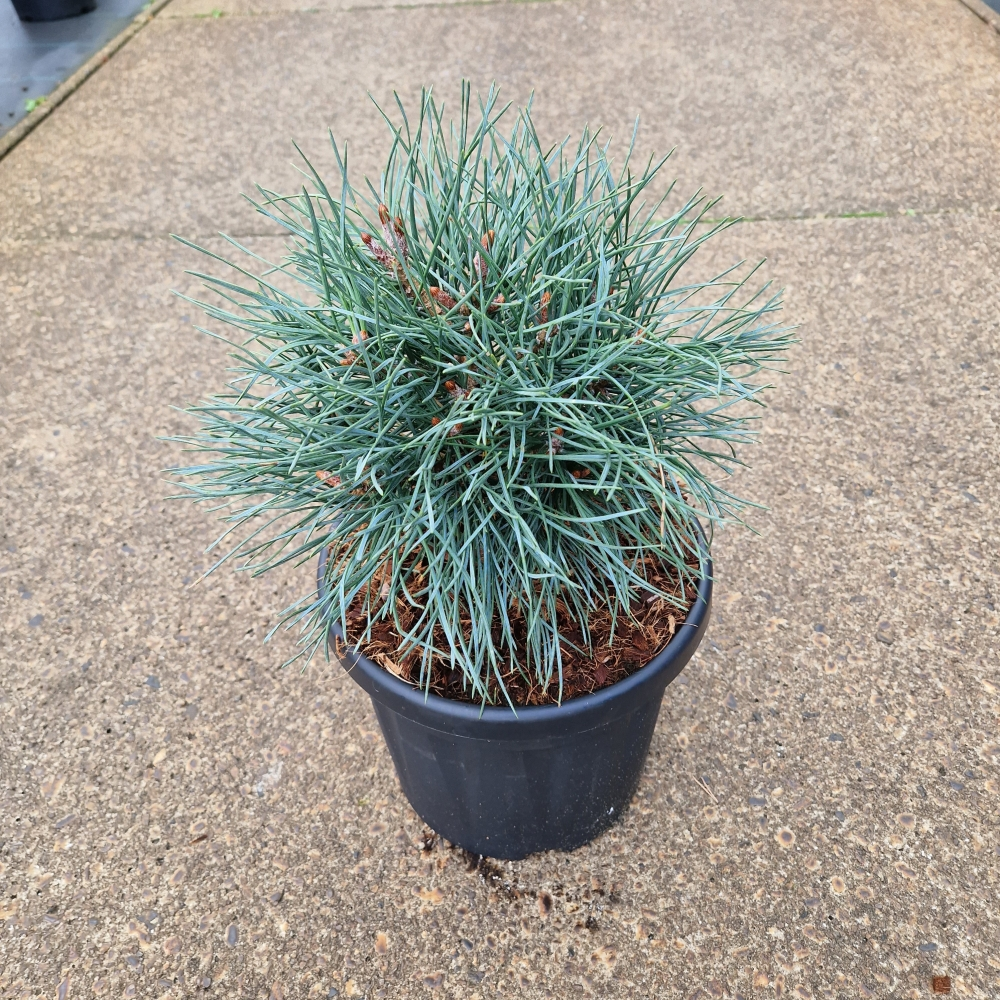 Planta naturala H40cm Pinus sylvestris Chantry Blue PS24/ in pamant