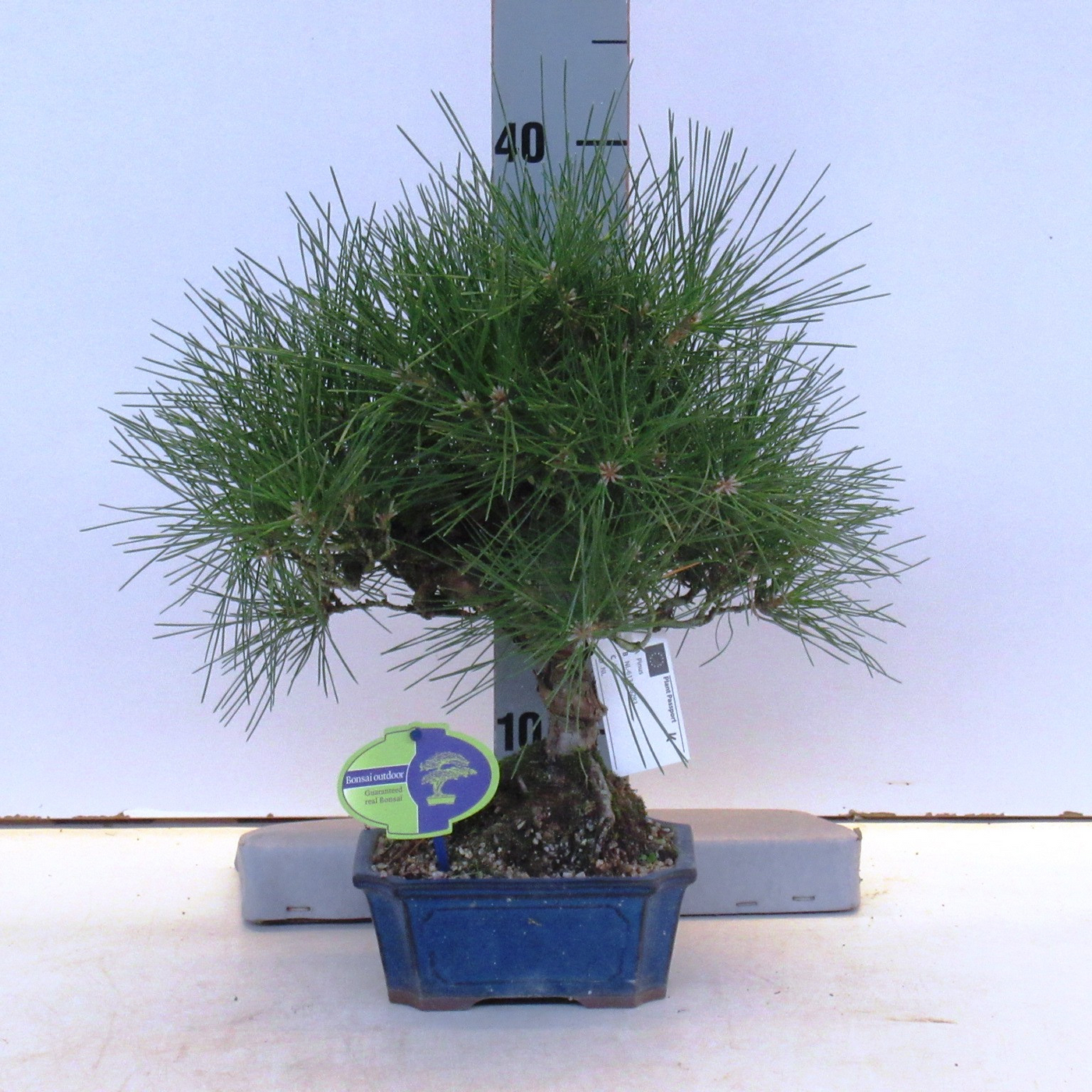 Planta naturala H40cm Pinus thunbergii PS16/ in pamant