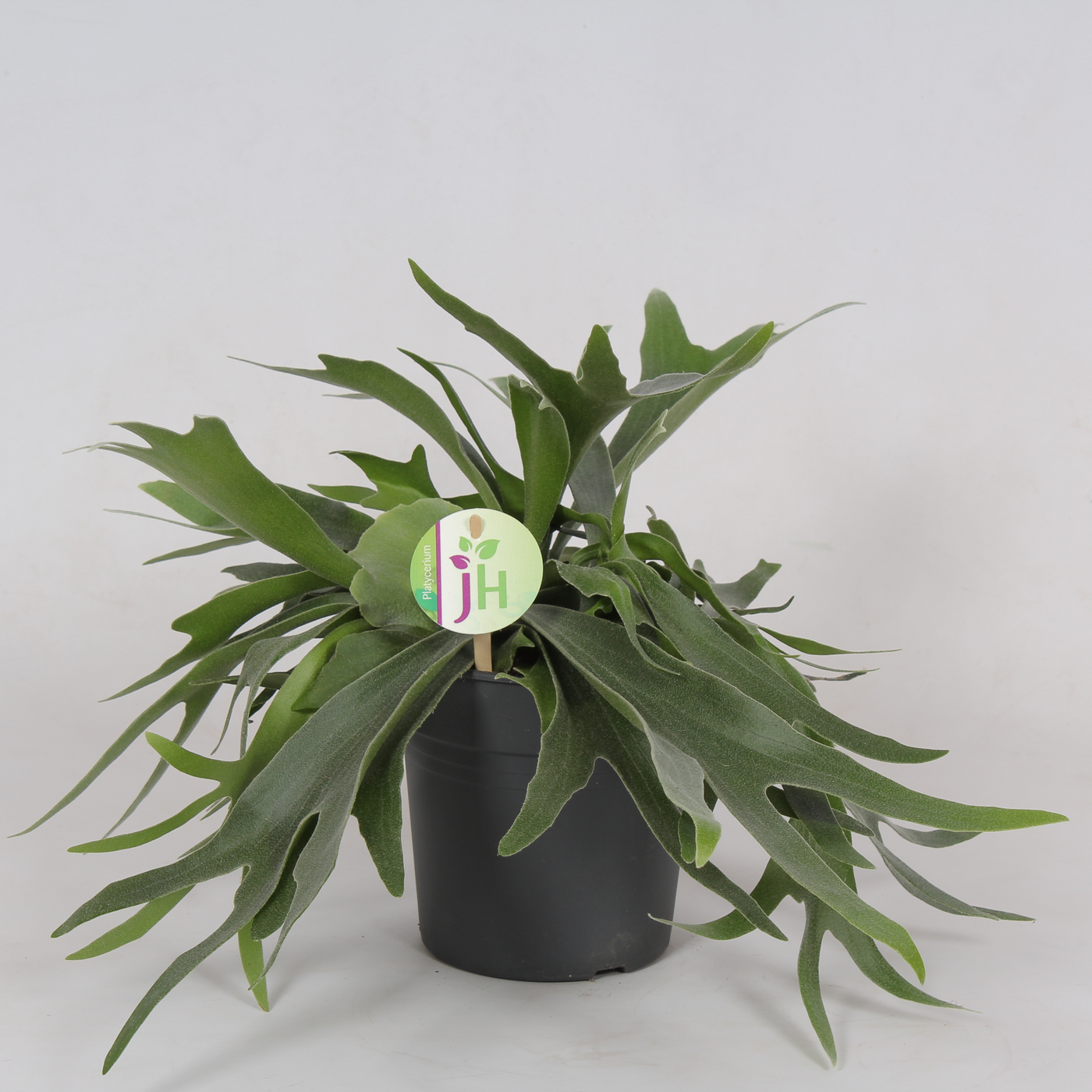 Planta naturala H40cm Platycerium bifurcatum PS17/ in pamant